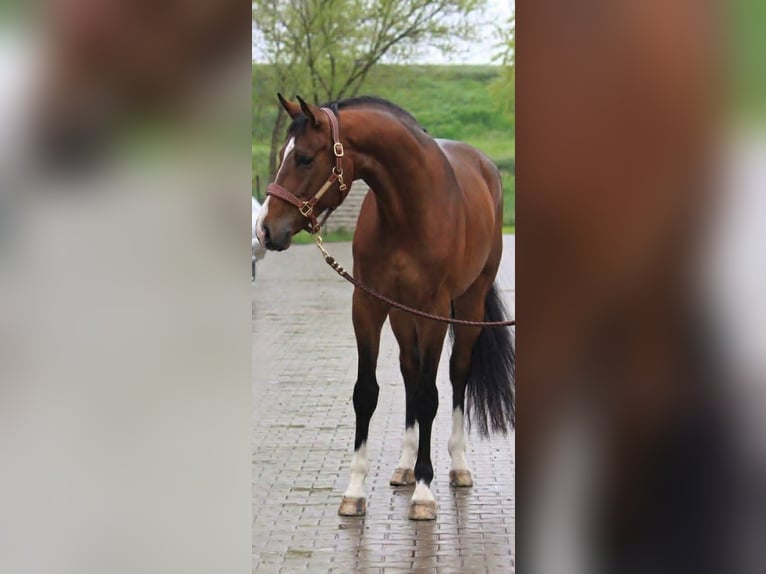 KWPN Wallach 3 Jahre 169 cm Rotbrauner in Lendava/Lendva