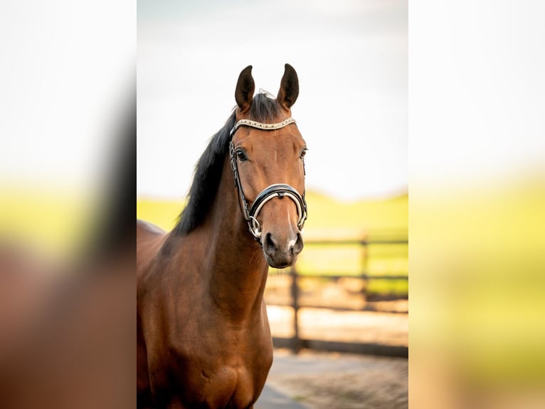 KWPN Wallach 3 Jahre 170 cm Brauner in Hellendoorn