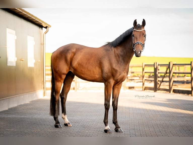 KWPN Wallach 3 Jahre 170 cm Brauner in Hellendoorn