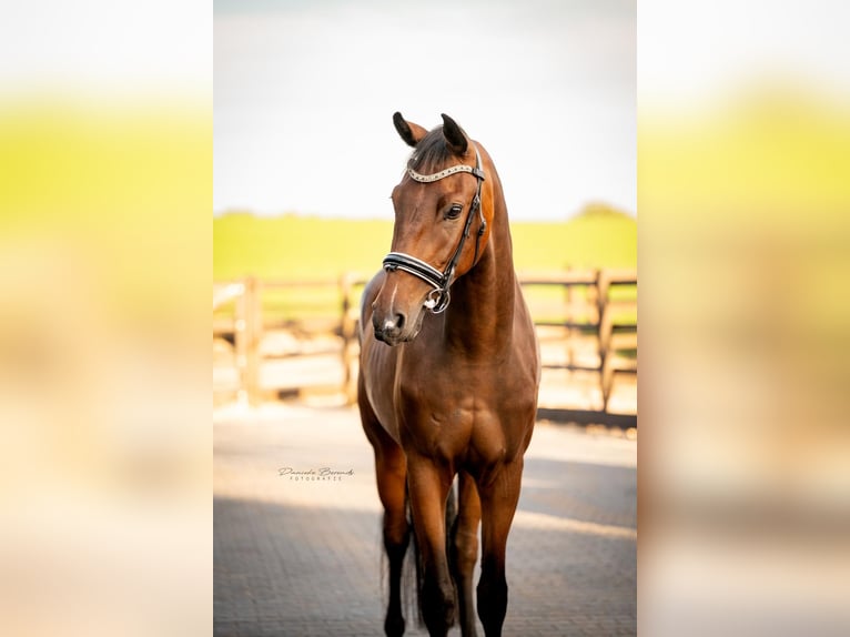 KWPN Wallach 3 Jahre 170 cm Brauner in Hellendoorn