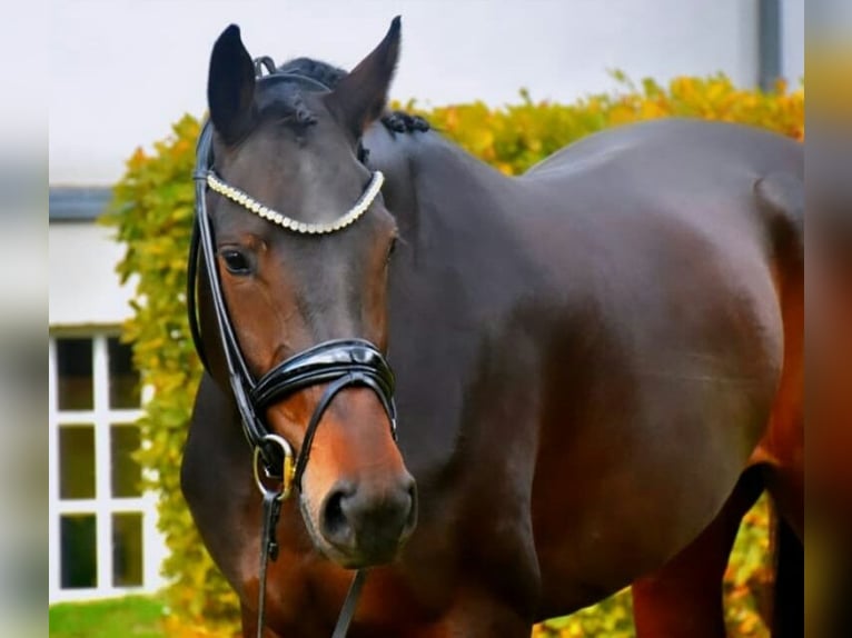 KWPN Wallach 3 Jahre 170 cm Brauner in Neuss