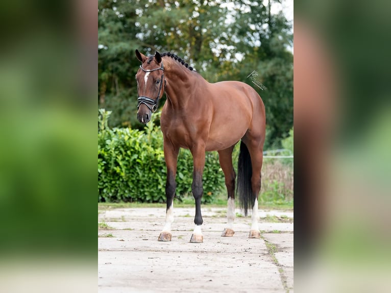 KWPN Wallach 3 Jahre 170 cm Brauner in Weert