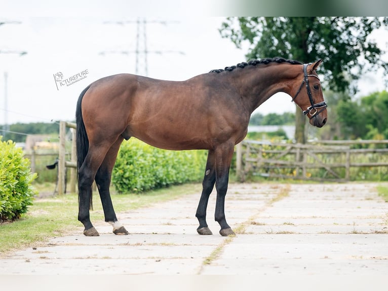 KWPN Wallach 3 Jahre 170 cm Brauner in Weert