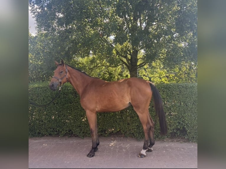 KWPN Wallach 3 Jahre 170 cm Brauner in MarlMarl