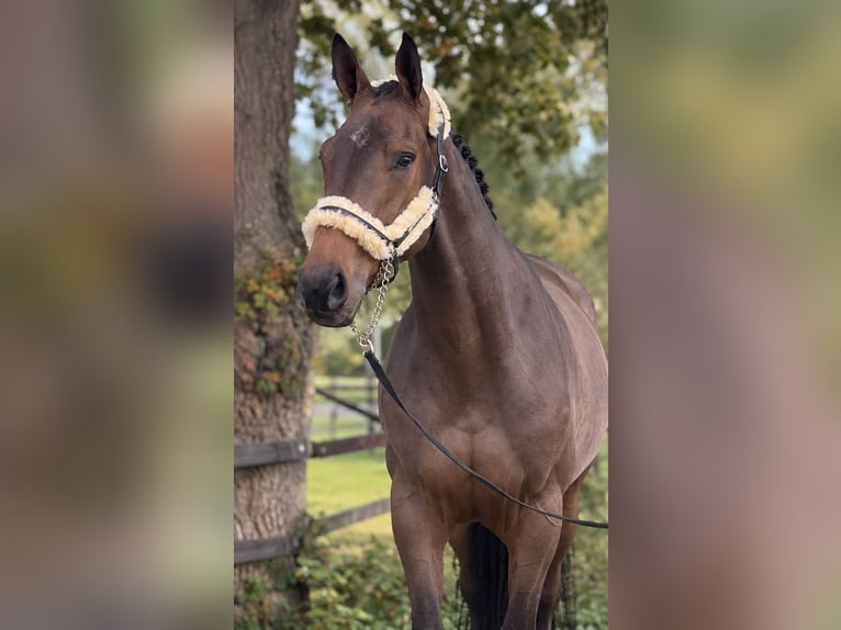 KWPN Wallach 3 Jahre 170 cm Brauner in Weert