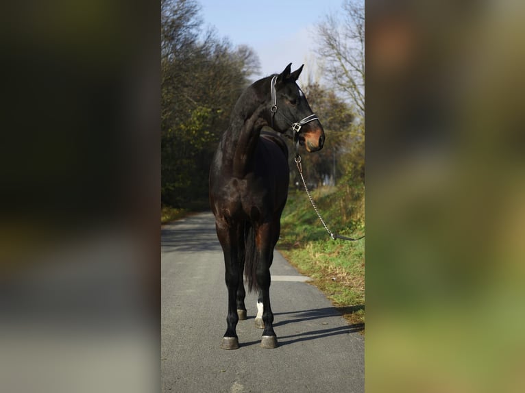 KWPN Wallach 3 Jahre 170 cm Dunkelbrauner in Gyula