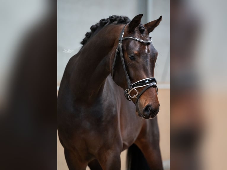 KWPN Wallach 3 Jahre 170 cm Dunkelbrauner in Liessel KWPN Wallach 3 Jahre 170 cm Dunkelbrauner in Liessel