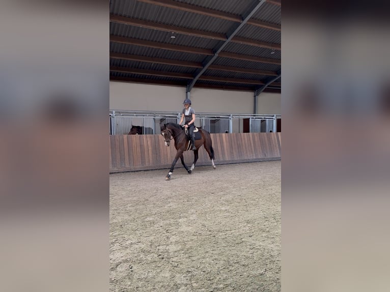 KWPN Wallach 3 Jahre 170 cm Dunkelbrauner in Westerlo