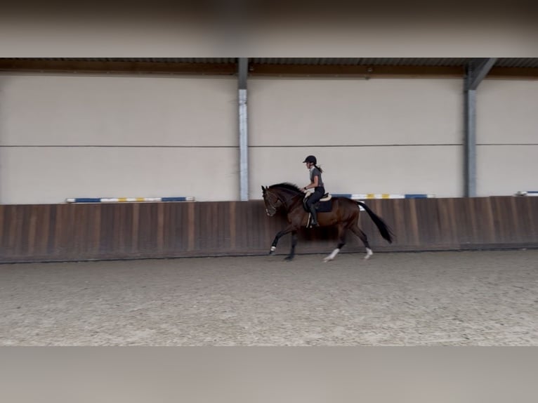 KWPN Wallach 3 Jahre 170 cm Dunkelbrauner in Westerlo