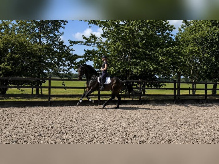 KWPN Wallach 3 Jahre 170 cm Dunkelbrauner in Zorgvlied