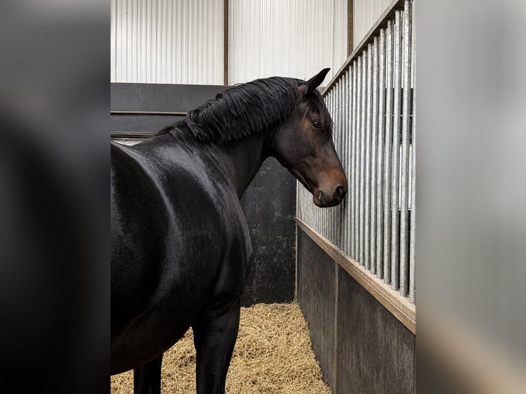 KWPN Wallach 3 Jahre 170 cm Dunkelbrauner in Zorgvlied