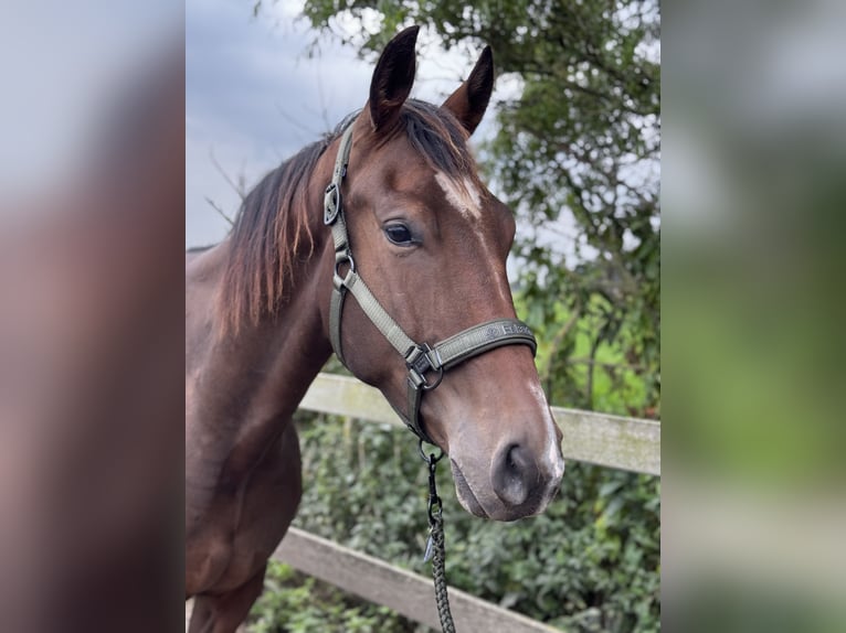 KWPN Wallach 3 Jahre 170 cm Dunkelbrauner in Uithoorn