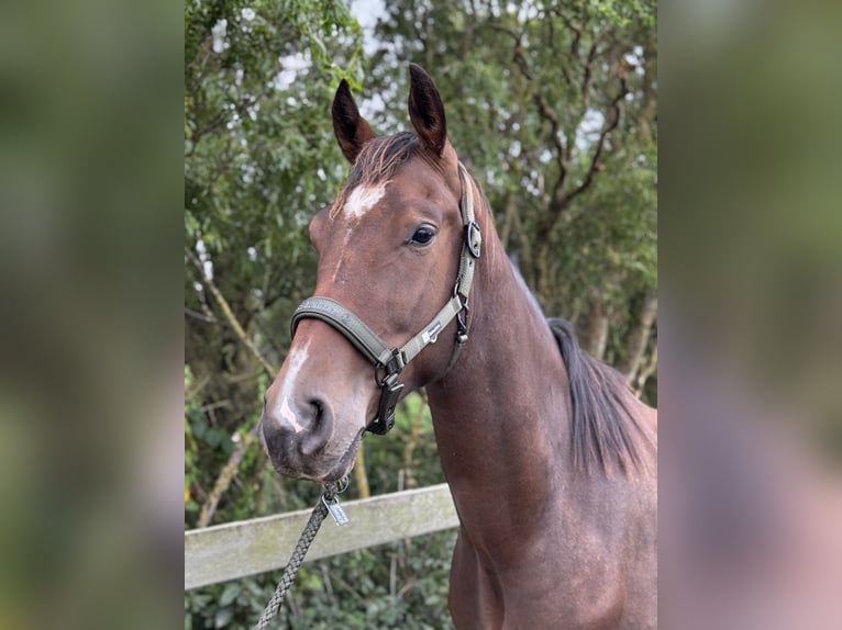 KWPN Wallach 3 Jahre 170 cm Dunkelbrauner in Uithoorn