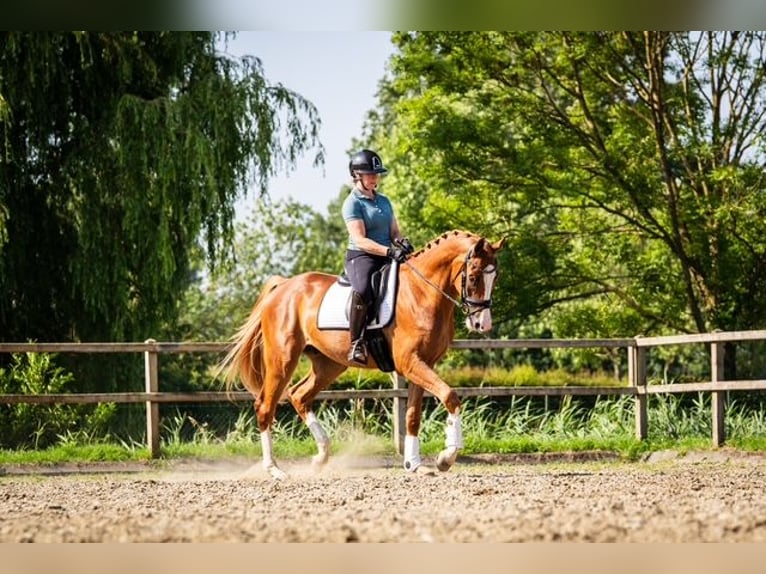 KWPN Wallach 3 Jahre 170 cm Fuchs in Gemonde