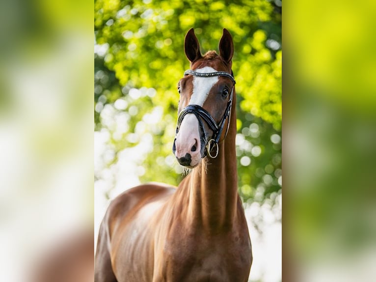 KWPN Wallach 3 Jahre 170 cm Fuchs in Gemonde