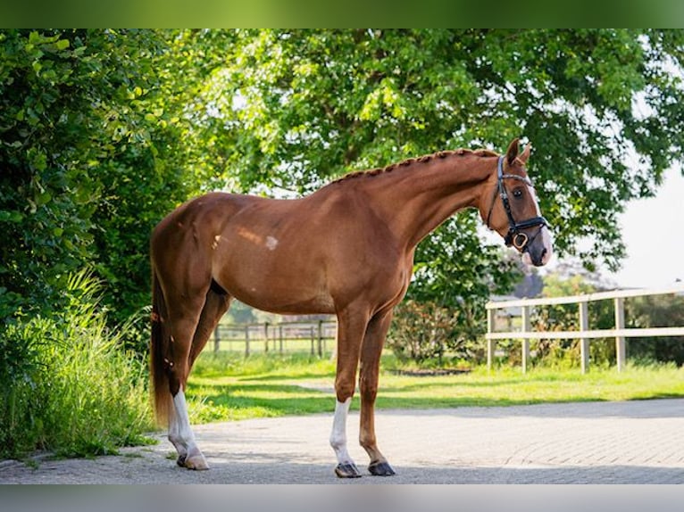 KWPN Wallach 3 Jahre 170 cm Fuchs in Gemonde