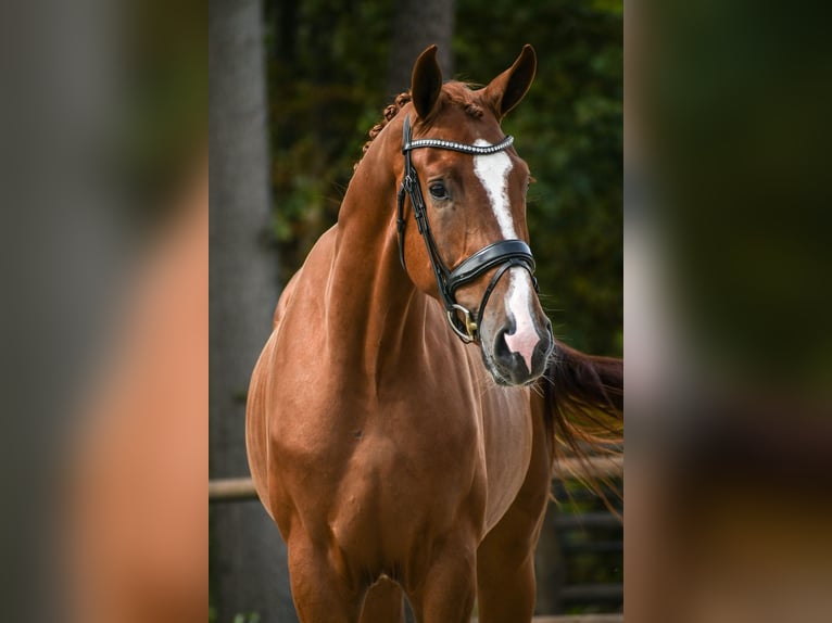 KWPN Wallach 3 Jahre 170 cm Fuchs in Loon op Zand