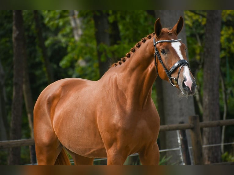 KWPN Wallach 3 Jahre 170 cm Fuchs in Loon op Zand