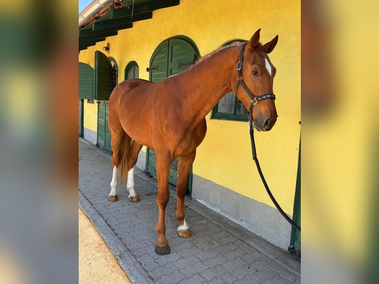 KWPN Wallach 3 Jahre 170 cm Fuchs in Murska Soboda
