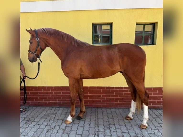 KWPN Wallach 3 Jahre 170 cm Fuchs in Murska Soboda