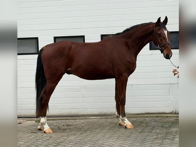 KWPN Wallach 3 Jahre 170 cm Fuchs in Someren