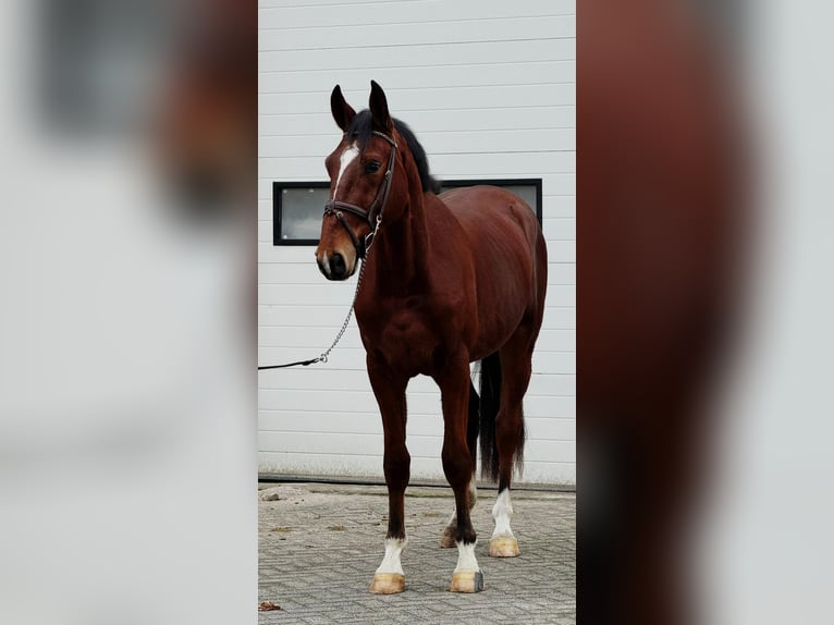 KWPN Wallach 3 Jahre 170 cm Fuchs in Someren