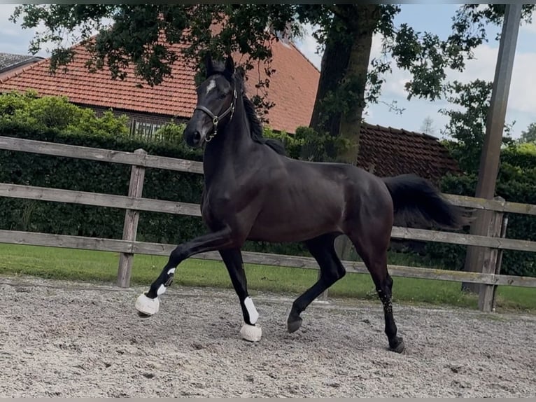 KWPN Wallach 3 Jahre 170 cm Rappe in Moergestel