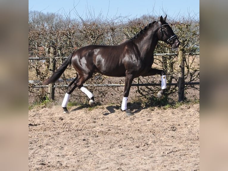 KWPN Wallach 3 Jahre 170 cm Rappe in Prinsenbeek