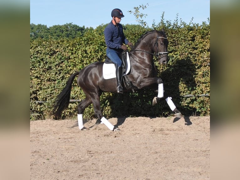 KWPN Wallach 3 Jahre 170 cm Rappe in Prinsenbeek
