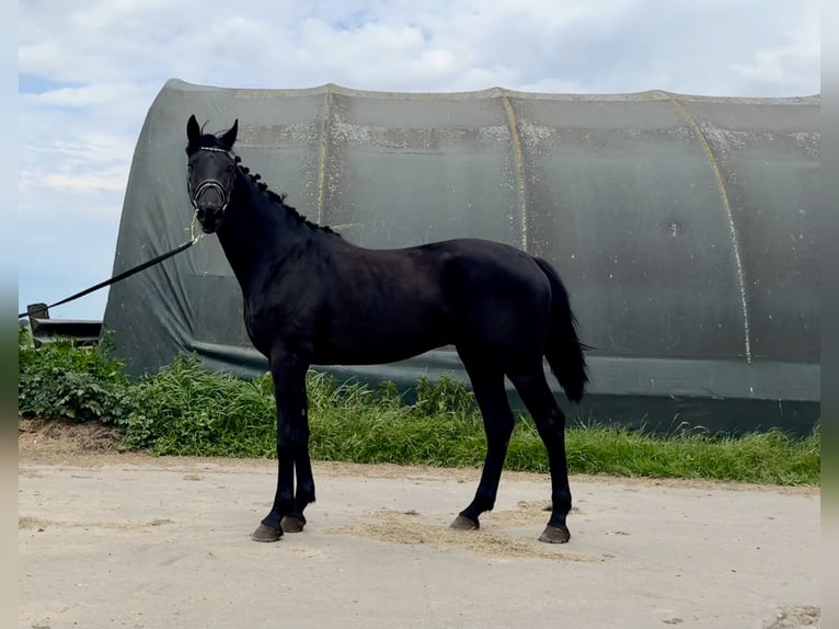 KWPN Wallach 3 Jahre 170 cm Rappe in Rinsumageast