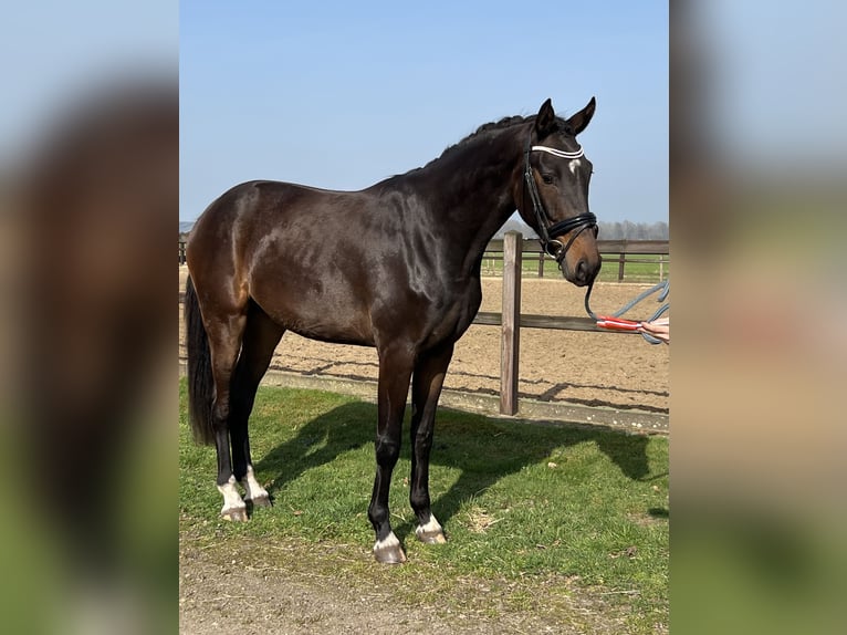 KWPN Wallach 3 Jahre 171 cm Dunkelbrauner in Mariahout