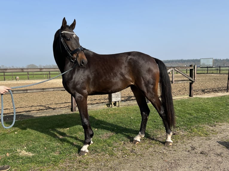 KWPN Wallach 3 Jahre 171 cm Dunkelbrauner in Mariahout