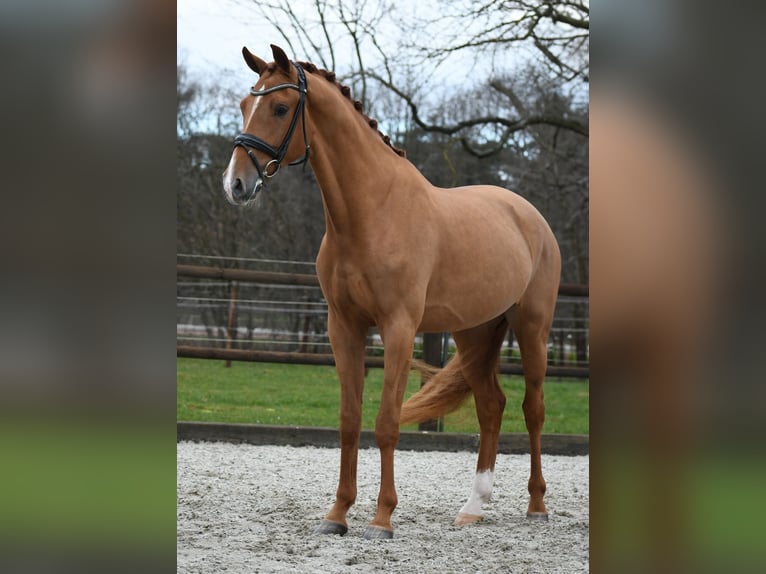 KWPN Wallach 3 Jahre 171 cm Fuchs in Loon op Zand