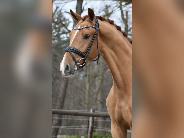 KWPN Wallach 3 Jahre 171 cm Fuchs in Loon op Zand