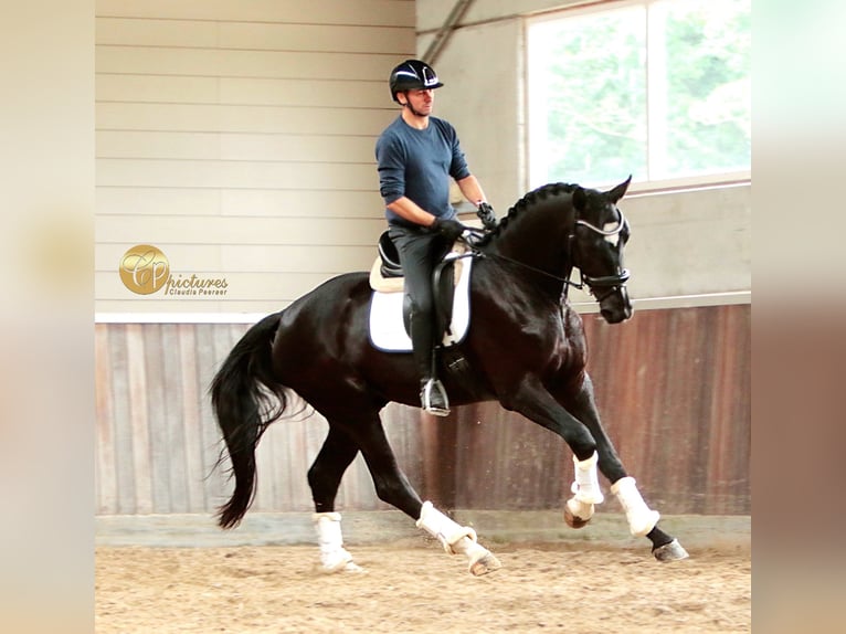 KWPN Wallach 3 Jahre 171 cm Rappe in Arendonk