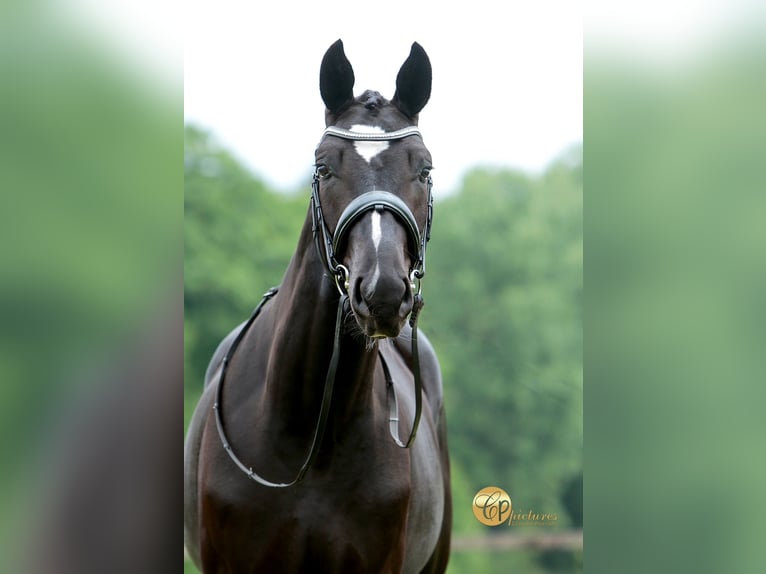 KWPN Wallach 3 Jahre 171 cm Rappe in Arendonk