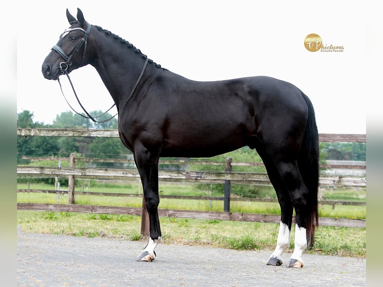 KWPN Wallach 3 Jahre 171 cm Rappe in Arendonk