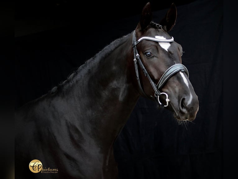 KWPN Wallach 3 Jahre 171 cm Rappe in Arendonk