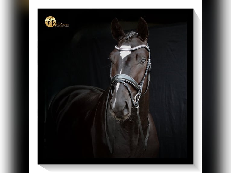 KWPN Wallach 3 Jahre 171 cm Rappe in Arendonk