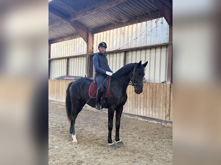 KWPN Wallach 3 Jahre 171 cm Rappe in Huy