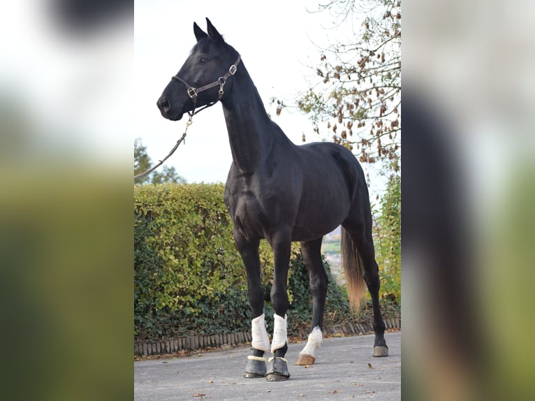 KWPN Wallach 3 Jahre 171 cm Rappe in Huy