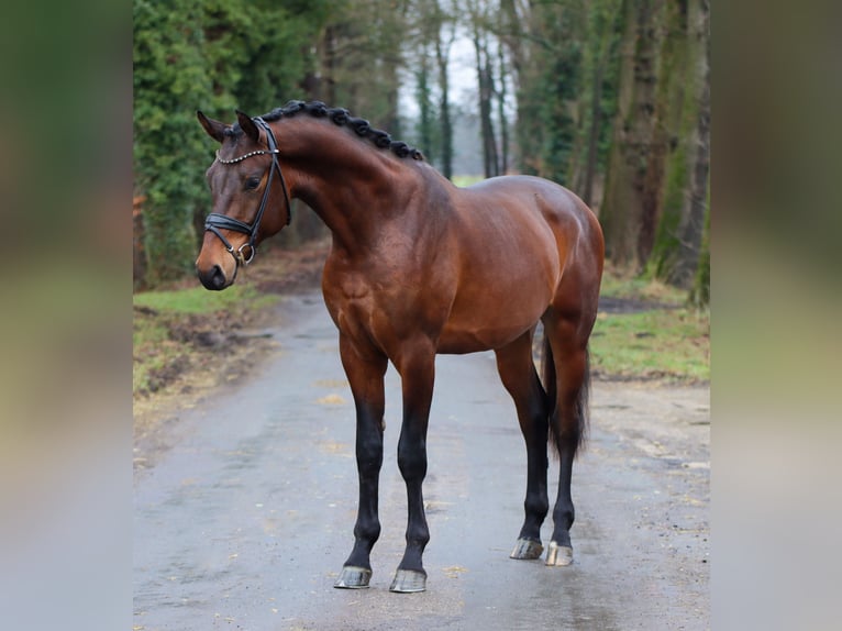 KWPN Wallach 3 Jahre 172 cm Brauner in Lienen