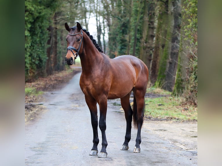 KWPN Wallach 3 Jahre 172 cm Brauner in Lienen
