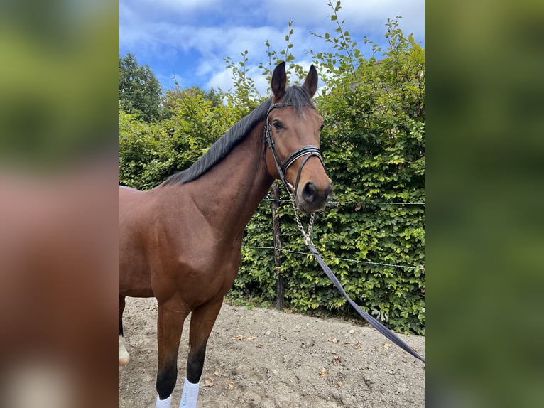 KWPN Wallach 3 Jahre 172 cm Brauner in Slootdorp