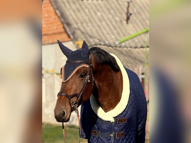 KWPN Wallach 3 Jahre 172 cm Brauner in &#xD6;cs&#xF6;d