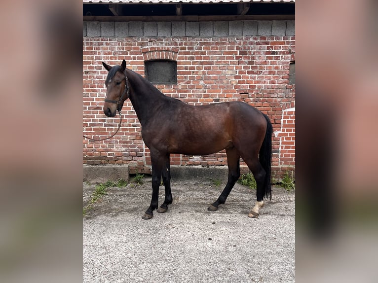 KWPN Wallach 3 Jahre 172 cm Dunkelbrauner in Visselhövede