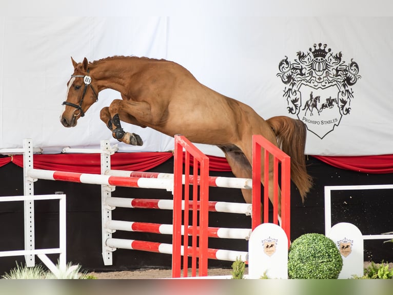 KWPN Wallach 3 Jahre 172 cm Fuchs in Dziemiany