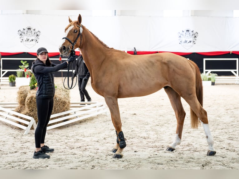 KWPN Wallach 3 Jahre 172 cm Fuchs in Dziemiany