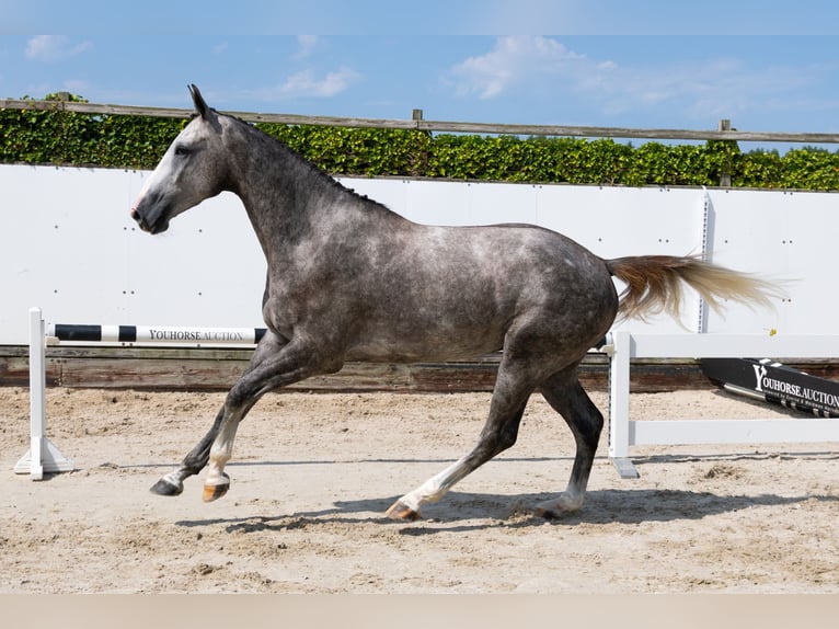 KWPN Wallach 3 Jahre 172 cm Schimmel in Waddinxveen