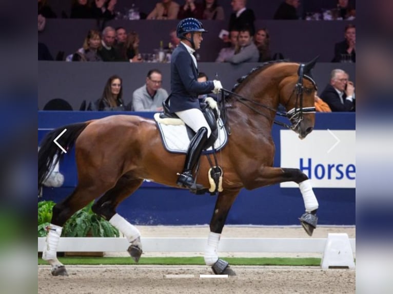 KWPN Wallach 3 Jahre 173 cm Brauner in Putten